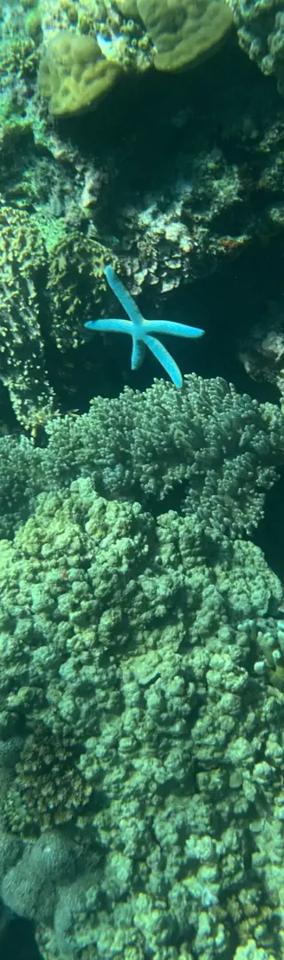 Pemuteran – Schnorcheln im Paradies